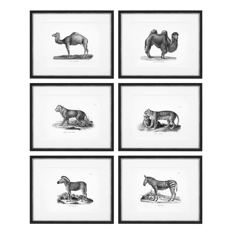 Комплект постеров Eichholtz Prints Historical Animals set of 6 Черный Черно-белый в Ульяновске | Loft Concept 