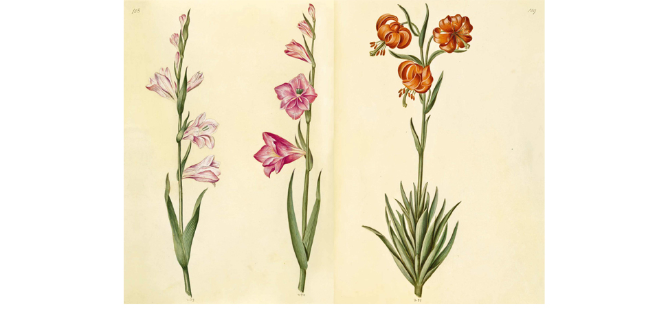 Книга GREEN FLORILEGIUM - фото №4