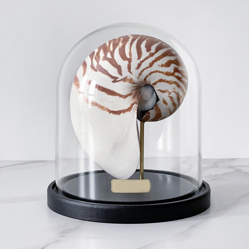 Статуэтка Nautilus Pompilius Glass Cloche  в Ульяновске | Loft Concept 