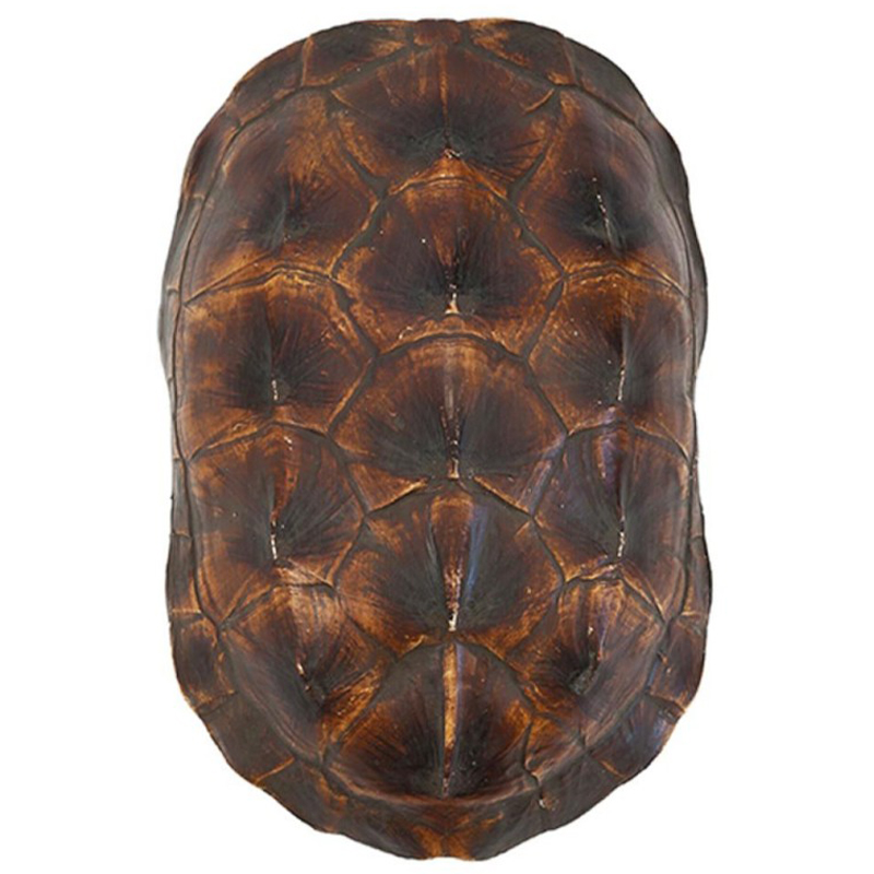 Аксессуар Turtle Shell Natural Brown Коричневый в Ульяновске | Loft Concept 