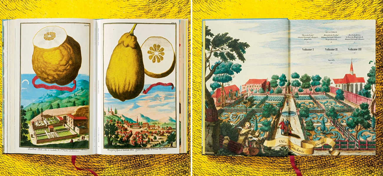 Volkamer Citrus Fruits - фото №2