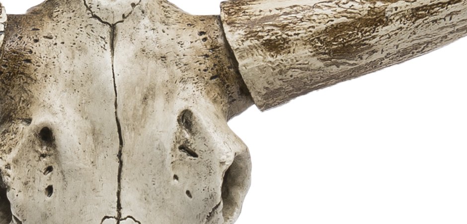 Череп быка Bull Skull Череп быка Bull Skull - Loft-Concept в Ульяновске