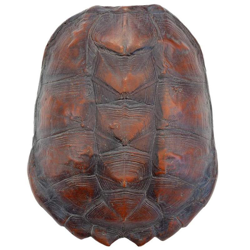 Аксессуар Turtle Shell Big Natural Коричневый в Ульяновске | Loft Concept 