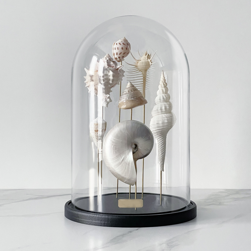 Статуэтка Shell Collection Glass Cloche 1  в Ульяновске | Loft Concept 