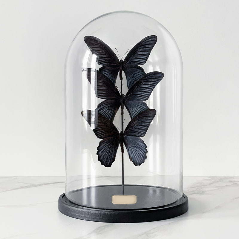 Статуэтка 3 Butterflies Papilio Memnon Glass Cloche  в Ульяновске | Loft Concept 