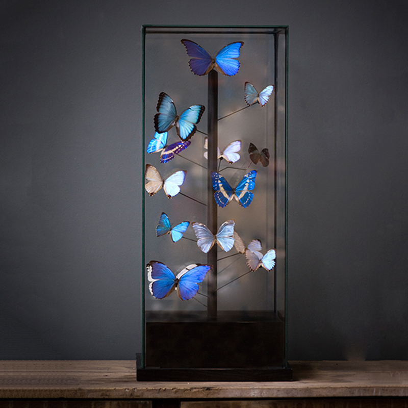 Статуэтка 14 Blue Butterflies Morphos Glass Box  в Ульяновске | Loft Concept 