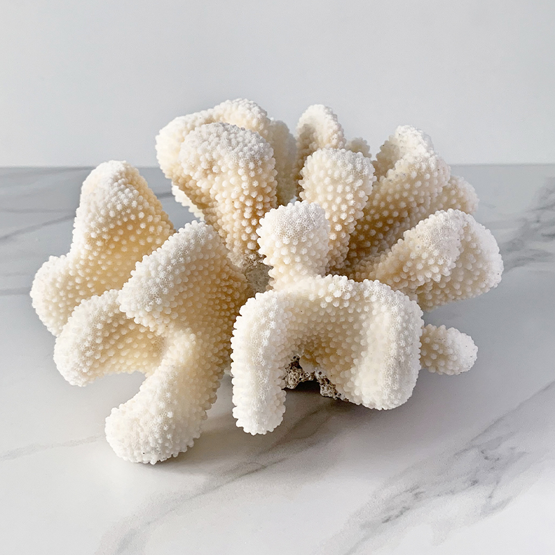 Статуэтка White Cauliflower Coral  в Ульяновске | Loft Concept 