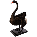 Настоящее чучело черного лебедя Black Swan варинант исполнения - 2 | Loft Concept в Ульяновске