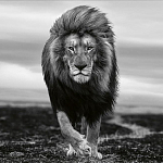 Книга Beusker. Look into my Eyes варинант исполнения - 7 | Loft Concept в Ульяновске