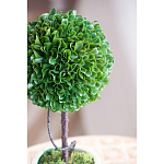 Декоративный искусственное растение Single boxwood варинант исполнения - 7 | Loft Concept в Ульяновске