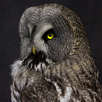 Чучело Совы таксидермия варинант исполнения - 2 | Loft Concept в Ульяновске