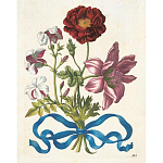 Книга цветов 22 постера Maria Sibylla Merian: 22 Pull-Out Posters варинант исполнения - 3 | Loft Concept в Ульяновске