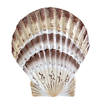 Фигурка из фарфора в виде ракушки морского гребешка Marine Tridacna варинант исполнения - 1 | Loft Concept в Ульяновске