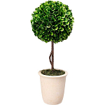 Декоративный искусственное растение Single boxwood варинант исполнения - 1 | Loft Concept в Ульяновске