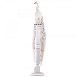 Чучело Белого Павлина на подставке 