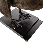 Настоящее чучело черного лебедя Black Swan варинант исполнения - 4 | Loft Concept в Ульяновске