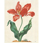 Книга цветов 22 постера Maria Sibylla Merian: 22 Pull-Out Posters варинант исполнения - 5 | Loft Concept в Ульяновске