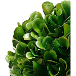 Декоративный искусственное растение Square boxwood варинант исполнения - 2 | Loft Concept в Ульяновске