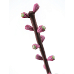 Статуэтка тропический фрукт Pandora Tropical Fruit Tall Pink Green варинант исполнения - 1 | Loft Concept в Ульяновске