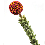 Статуэтка тропический фрукт  Tropical Fruit High Orange варинант исполнения - 2 | Loft Concept в Ульяновске