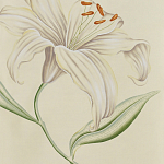 Обои ручная роспись Lilium Special Colourway on Ivory dyed silk варинант исполнения - 2 | Loft Concept в Ульяновске