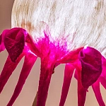 Торшер фуксия «Цветы из снов»  варинант исполнения - 4 | Loft Concept в Ульяновске