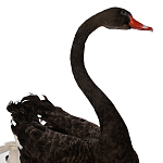 Настоящее чучело черного лебедя Black Swan варинант исполнения - 3 | Loft Concept в Ульяновске