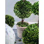 Декоративный искусственное растение Single boxwood варинант исполнения - 3 | Loft Concept в Ульяновске