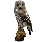 Чучело Совы таксидермия варинант исполнения - 1 | Loft Concept в Ульяновске