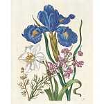 Книга цветов 22 постера Maria Sibylla Merian: 22 Pull-Out Posters варинант исполнения - 6 | Loft Concept в Ульяновске