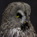 Чучело Совы таксидермия варинант исполнения - 5 | Loft Concept в Ульяновске