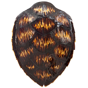 Аксессуар Turtle Shell Motley Natural