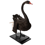 Настоящее чучело черного лебедя Black Swan варинант исполнения - 5 | Loft Concept в Ульяновске