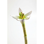 Статуэтка тропический фрукт Pandora Tropical Fruit Orange Two Flowers варинант исполнения - 3 | Loft Concept в Ульяновске