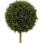 Декоративный искусственное растение Boxwood One варинант исполнения - 2 | Loft Concept в Ульяновске