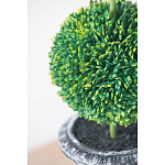Декоративный искусственное растение Double boxwood варинант исполнения - 6 | Loft Concept в Ульяновске