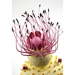 Статуэтка тропический фрукт Pandora Tropical Fruit Light Yellow Pink Flower варинант исполнения - 1 | Loft Concept в Ульяновске