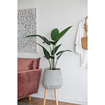 Декоративный искусственное растение Decor Stile  варинант исполнения - 6 | Loft Concept в Ульяновске