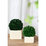 Декоративный искусственное растение Square boxwood варинант исполнения - 4 | Loft Concept в Ульяновске