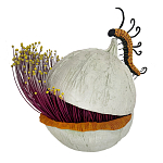 Статуэтка фантастический фрукт Exotic Tropical Fruit orange and white 67 варинант исполнения - 4 | Loft Concept в Ульяновске