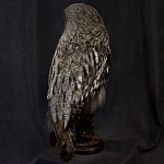 Чучело Совы таксидермия варинант исполнения - 4 | Loft Concept в Ульяновске