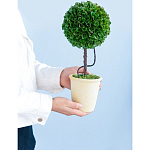 Декоративный искусственное растение Single boxwood варинант исполнения - 8 | Loft Concept в Ульяновске