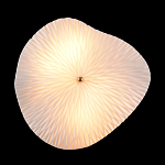 Бра в форме лепестка с рельефной текстурой FLOW варинант исполнения - 3 | Loft Concept в Ульяновске