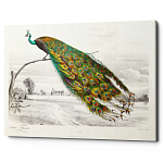 Постер на холсте с изображением павлина на ветке Majestic Peacock on a Tree Poster варинант исполнения - 1 | Loft Concept в Ульяновске