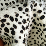 Мебельная ткань Искусственный мех  белый леопард 90 см T5-3 варинант исполнения - 3 | Loft Concept в Ульяновске