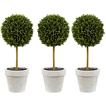 Декоративный искусственное растение Boxwood One варинант исполнения - 1 | Loft Concept в Ульяновске