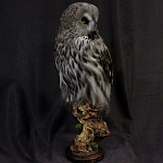 Чучело Совы таксидермия варинант исполнения - 3 | Loft Concept в Ульяновске