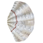 Фигурка из фарфора в виде одной створки ракушки Marine Tridacna варинант исполнения - 1 | Loft Concept в Ульяновске