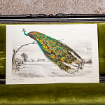 Постер на холсте с изображением павлина на ветке Majestic Peacock on a Tree Poster варинант исполнения - 4 | Loft Concept в Ульяновске