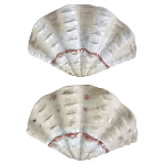 Фигурка из фарфора в виде одной створки ракушки Marine Tridacna варинант исполнения - 2 | Loft Concept в Ульяновске